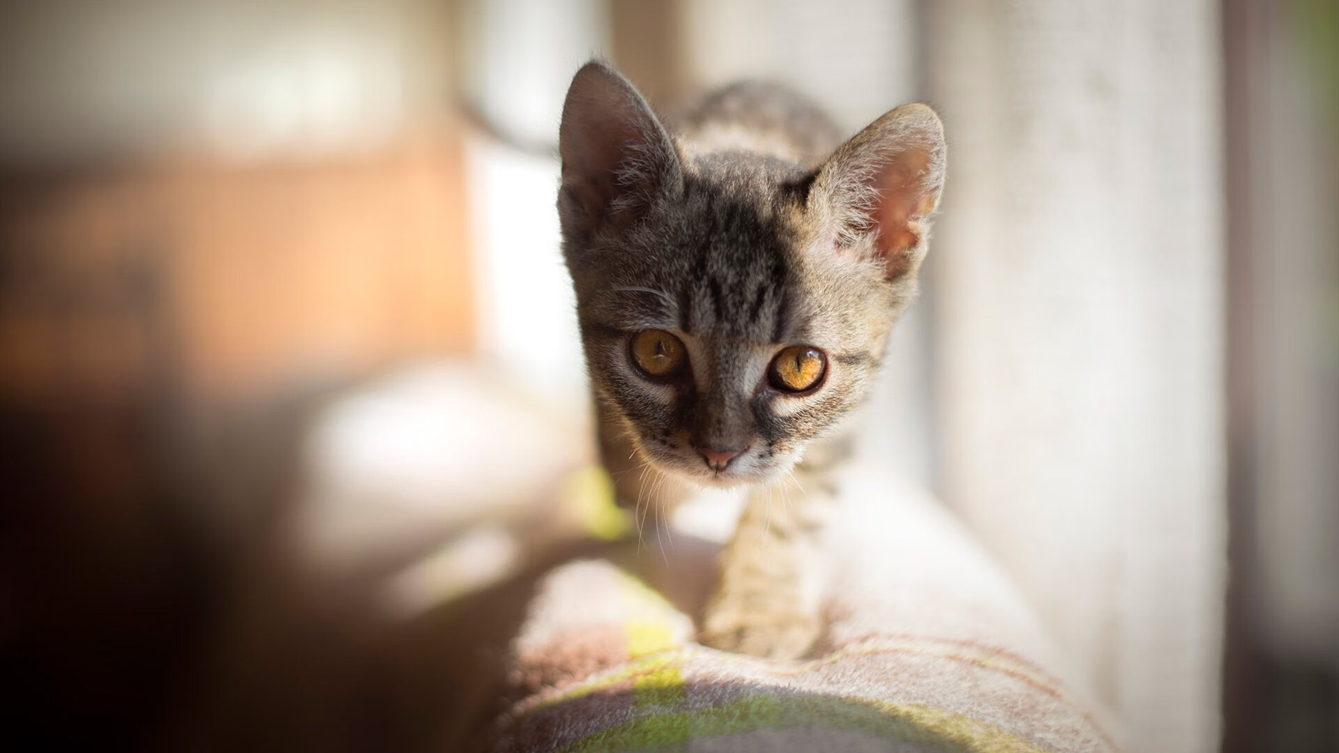 中国游泳队在多哈世锦赛上夺得7枚金牌并打破一项世界纪录，开启突破之年