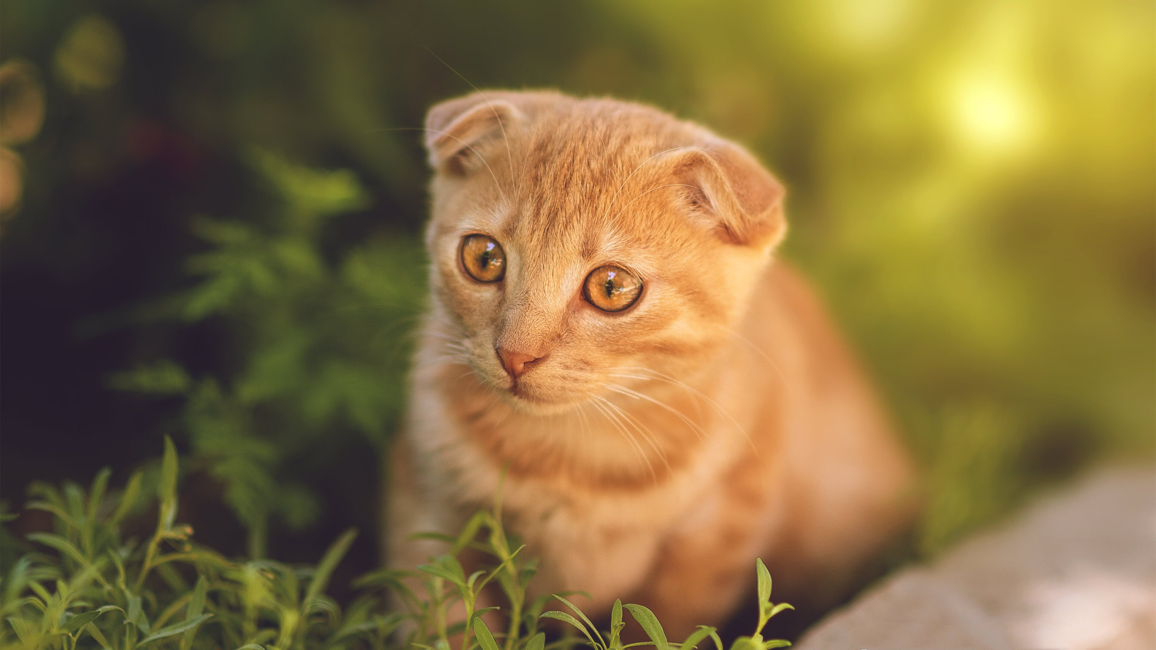 上海申花不敌成都蓉城,老牌劲旅陷入困局,上海申花梯队怎么样