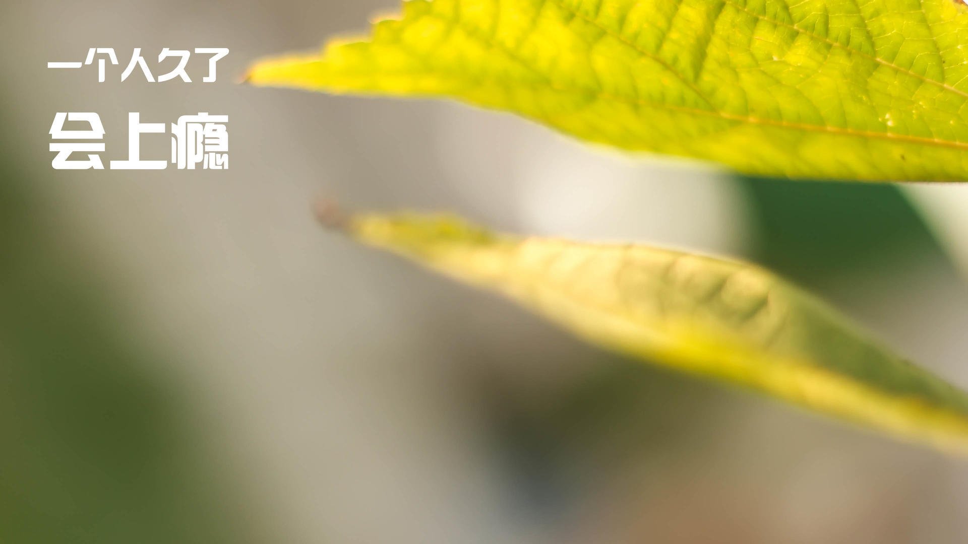 中甲联赛的俱乐部球员发展,中甲联赛的俱乐部球员发展如何