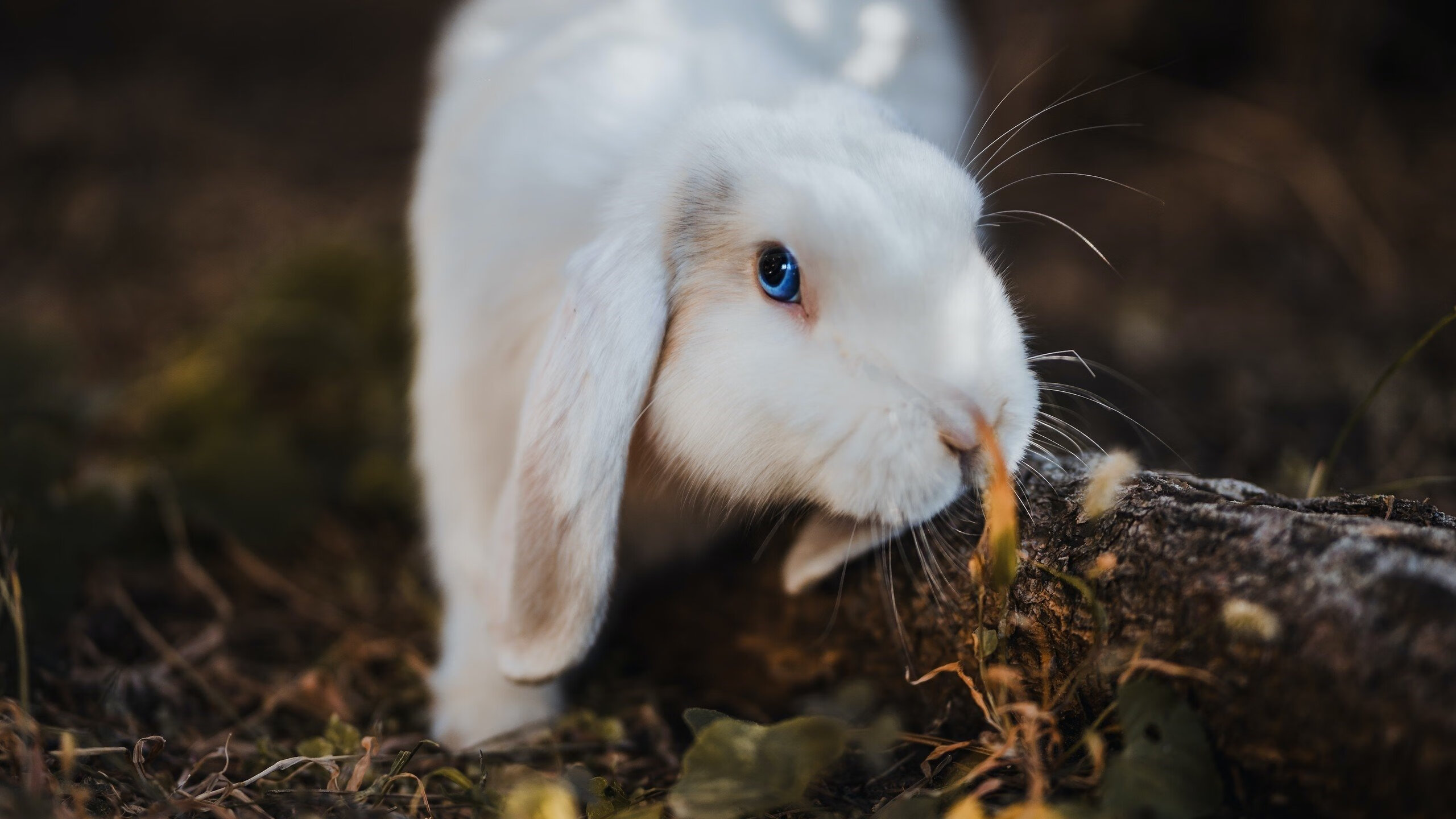 开云中国大陆-奥地利在对以色列比赛中表现强势，赢得胜利，奥地利和以色列