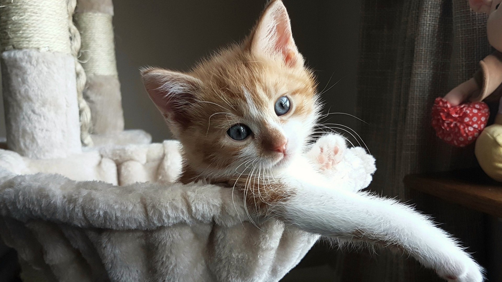 奥地利在对以色列比赛中表现强势，赢得胜利，奥地利和以色列