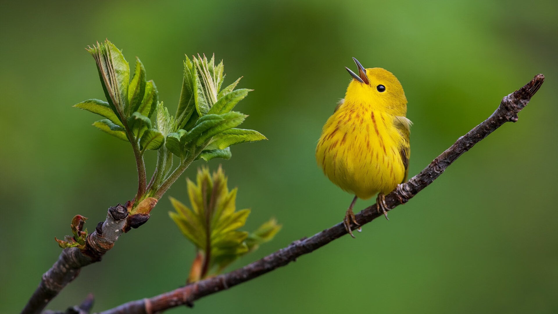山东泰山中场核心表现出色，山东泰山中超赛程2021赛程表