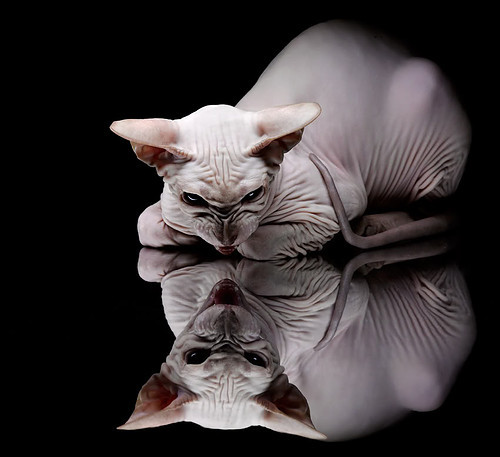 快船落后分尴尬惨败独行侠，莱昂纳德单场分难救主，莱昂纳德快船十佳球