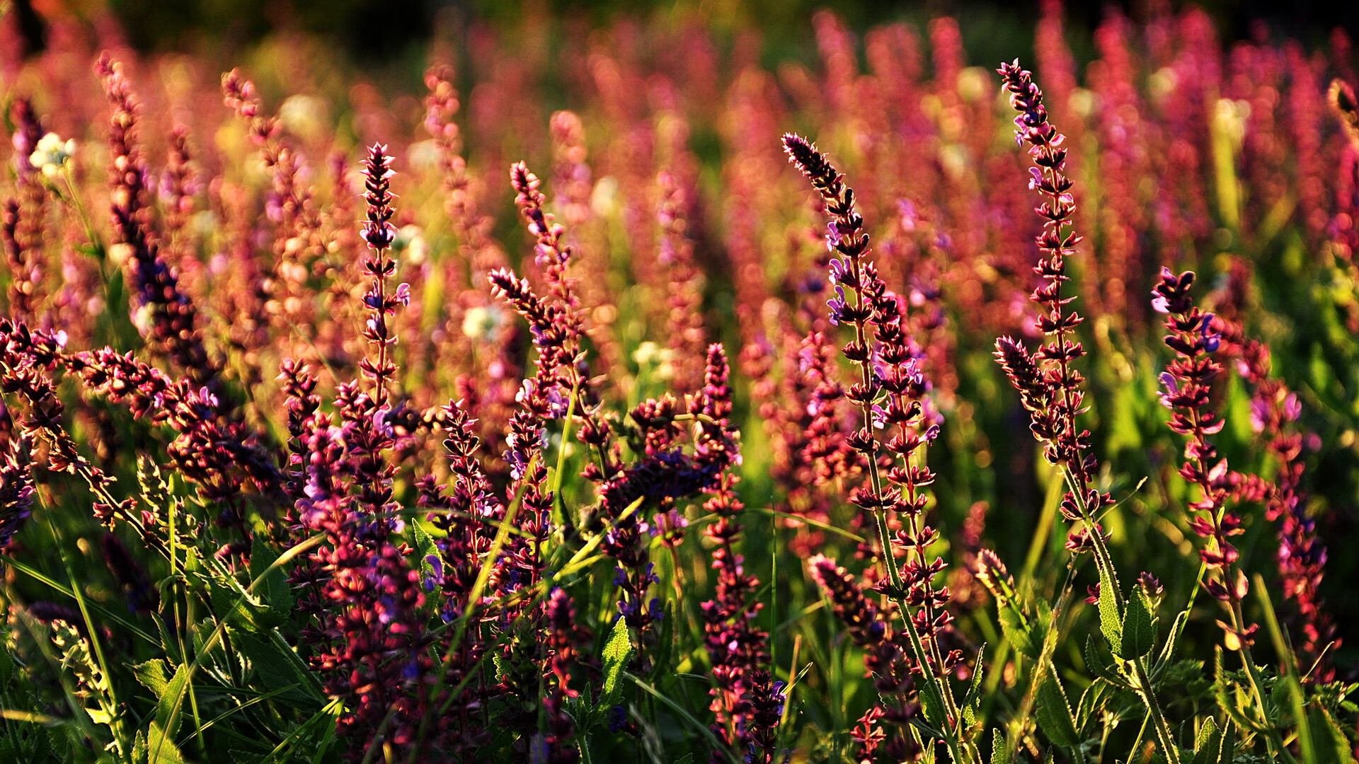 快船球员乔治再度进入休赛期 疑似伤情恶化，快船乔治全名