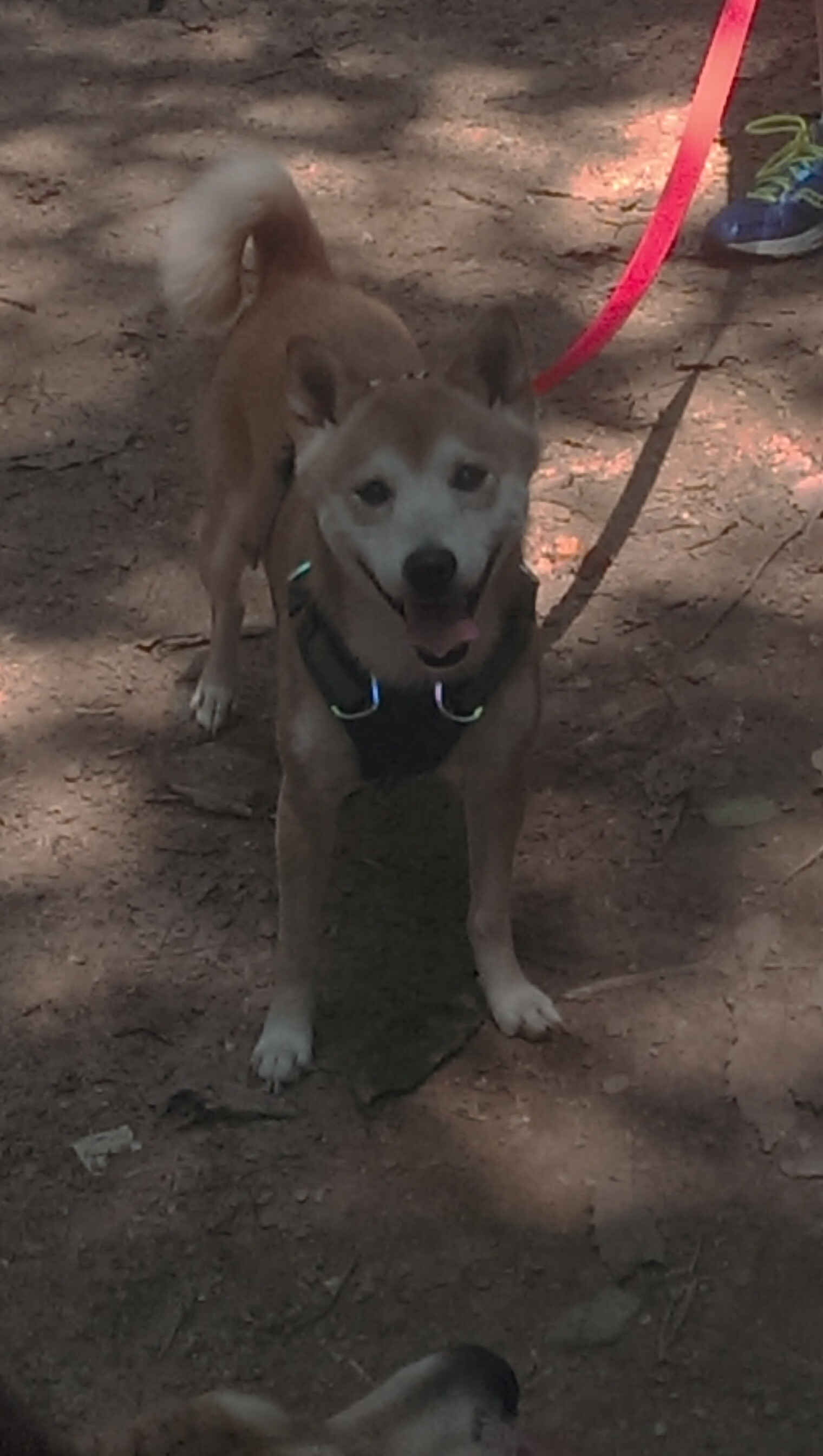 快船全队齐心协力，击败雄鹿取得关键胜利