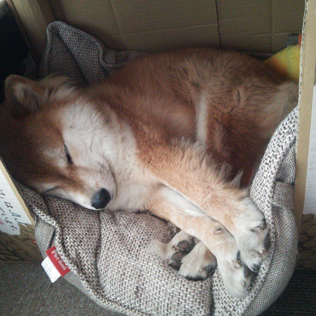 悉尼国王新秀球员表现亮眼，悉尼国王队泰特比赛视频