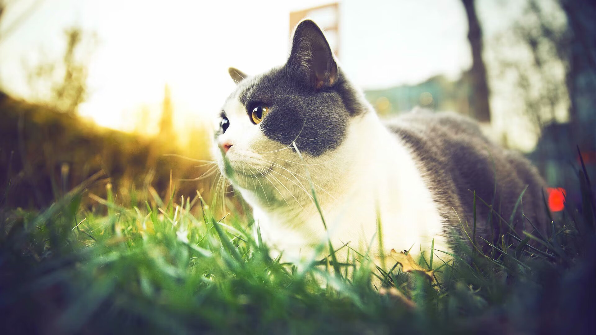 步行者击败太阳,总决赛中哈利伯顿三分雨不断,哈利伯顿 nba