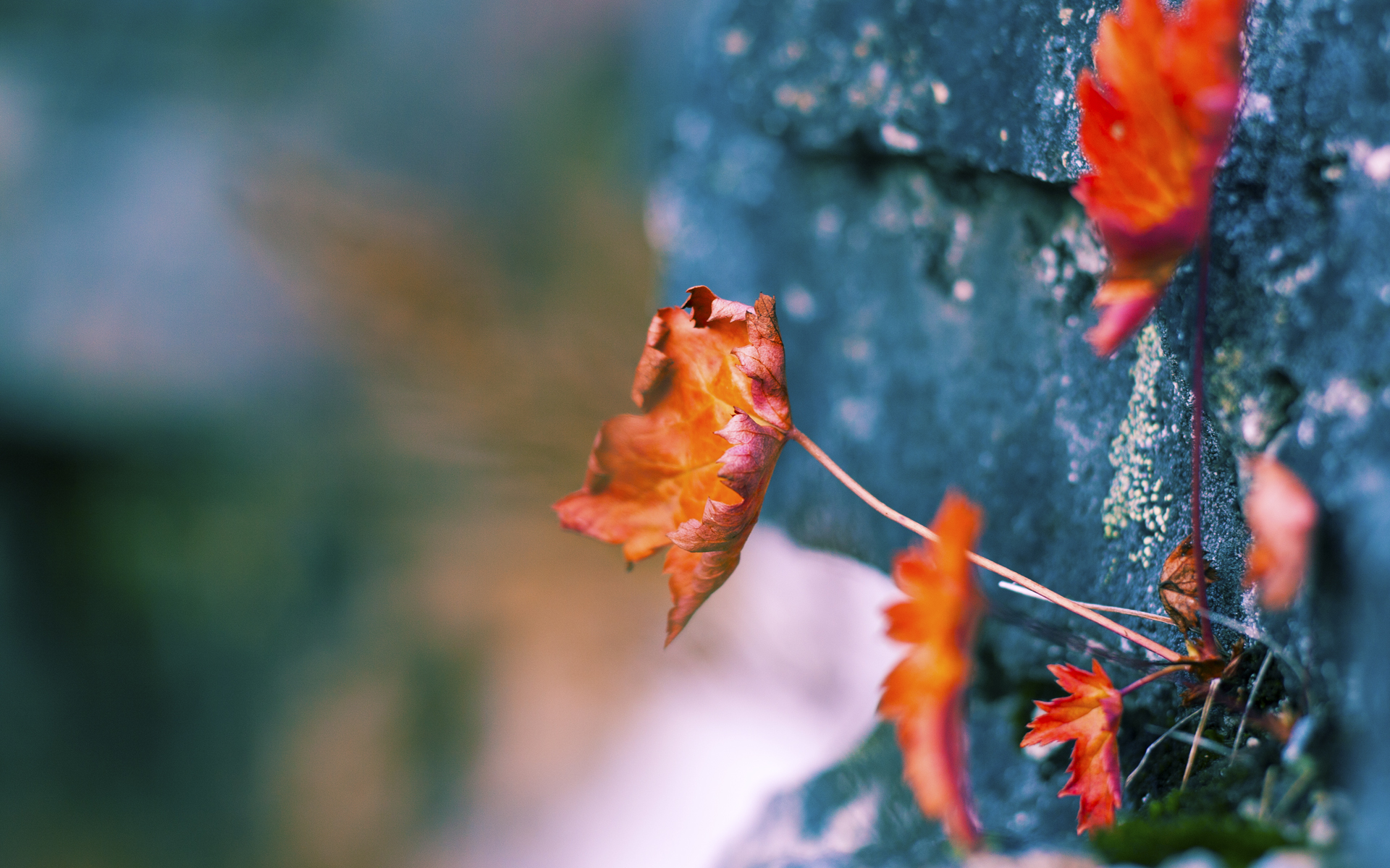 灰熊队主场连胜收官，稳固西部前八位置，灰熊队球场