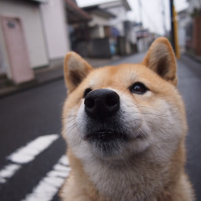 特别报道羽毛球技术革新，羽毛球研究