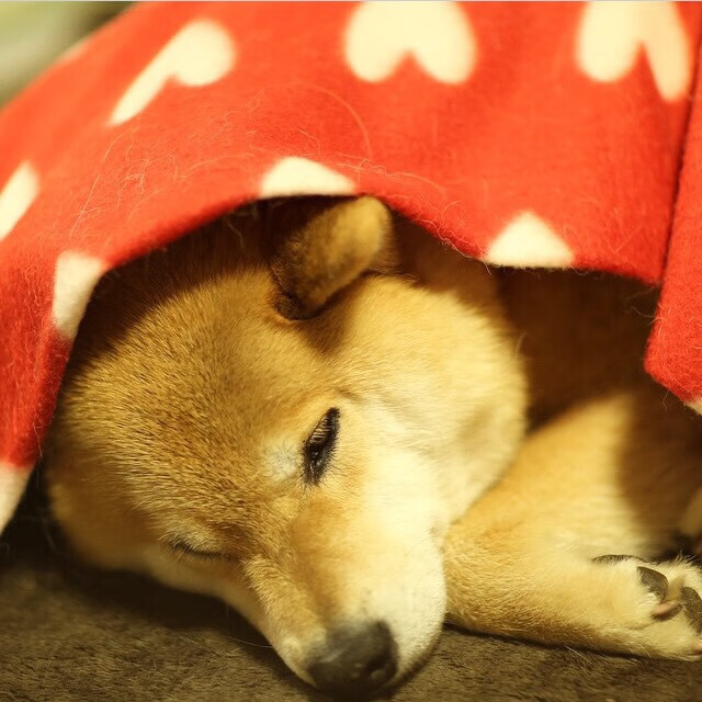 kaiyun登录入口-阿尔巴尼亚遭遇逆转失利，小组出线前景堪忧，阿尔巴尼亚哪去了