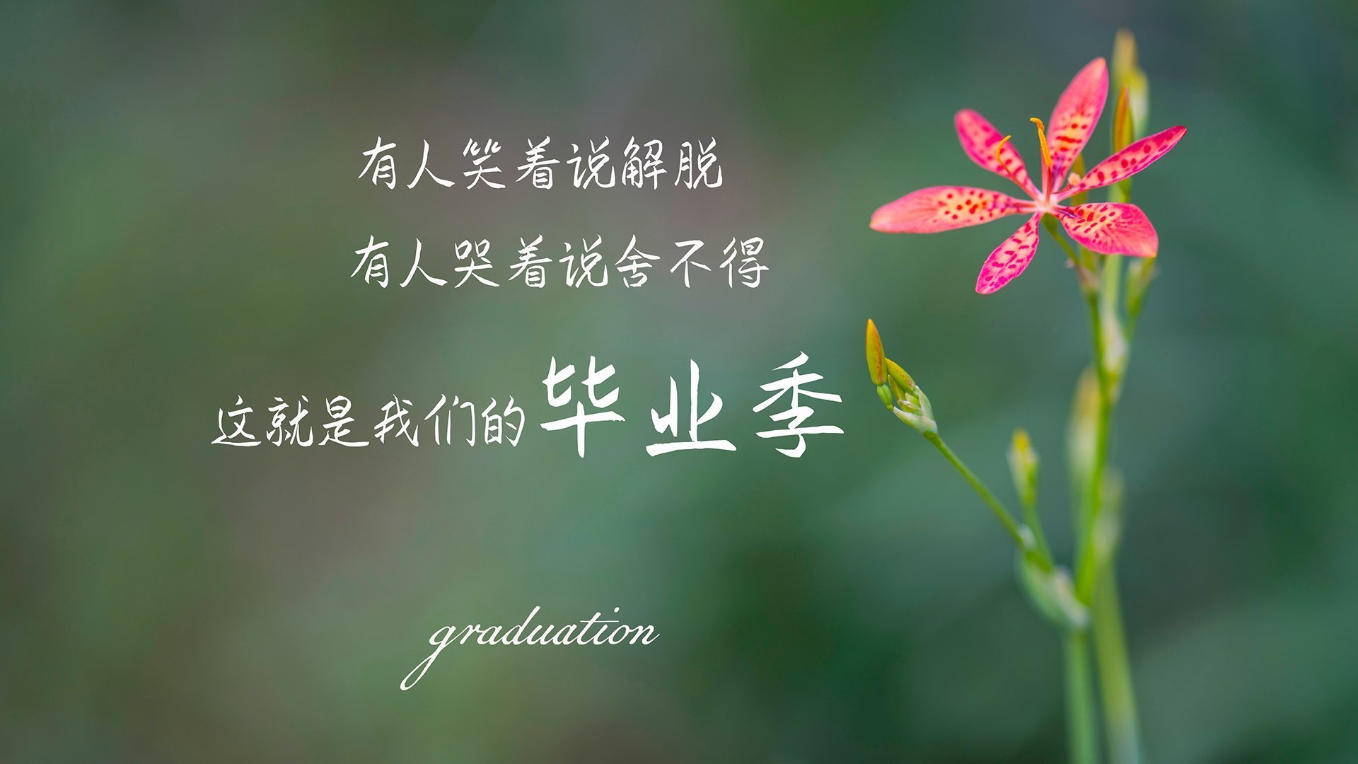 世界青少年轮滑散打比赛激情碰撞，展现青春力量，全国青少年轮滑比赛