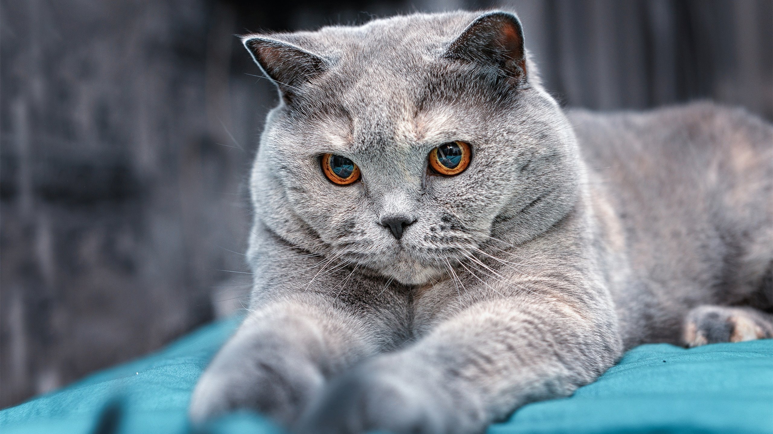 开云·Kaiyun网页版-西甲球队结合情绪监测优化高强度轮换策略