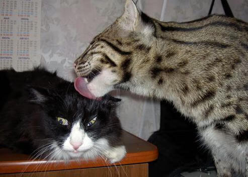 慢节奏比赛是否有利于限制核心球员爆发,慢节奏类型的是