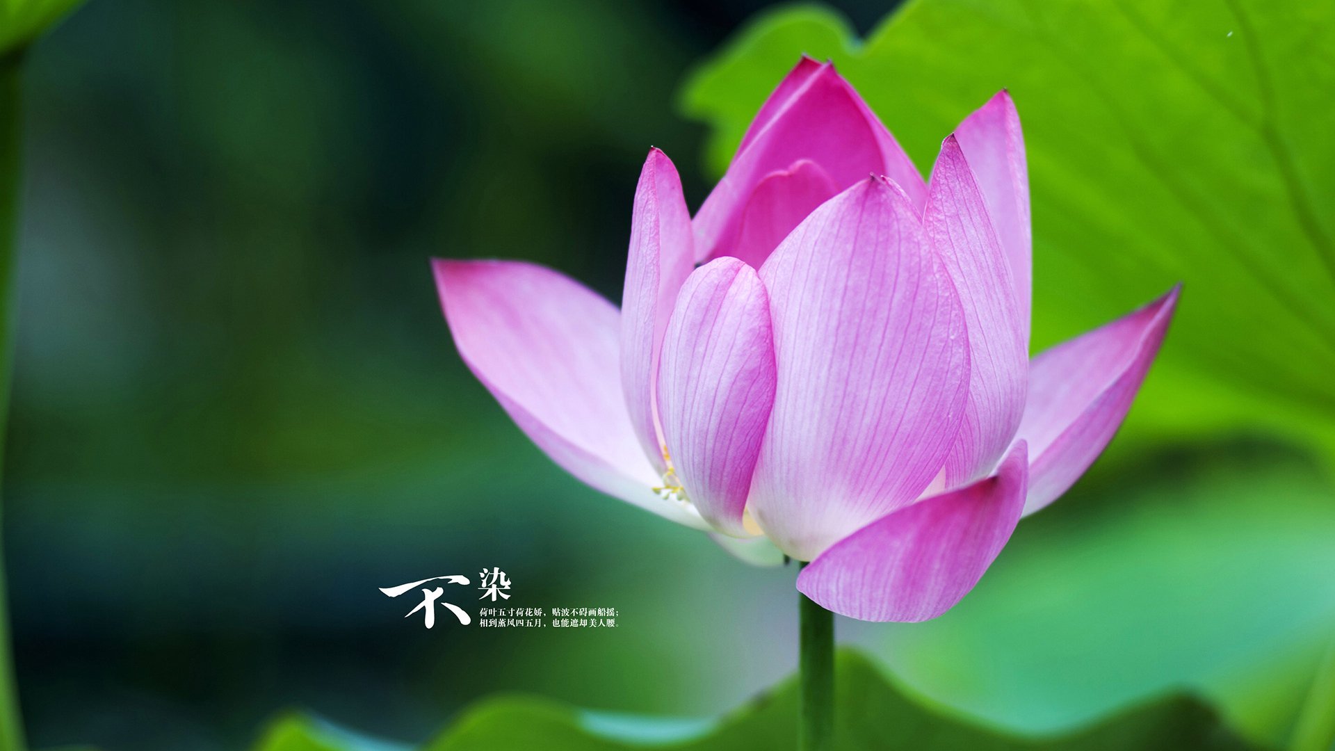 欧洲杯精妙战术:变化多端引爆现场!,欧洲杯战状